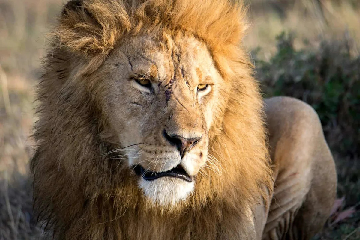 The Largest Lion Ever Recorded Was Nearly the Size of a Grizzly