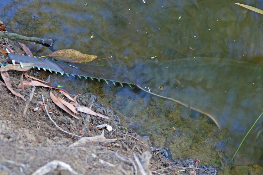 A freshwater sawfish in the water.