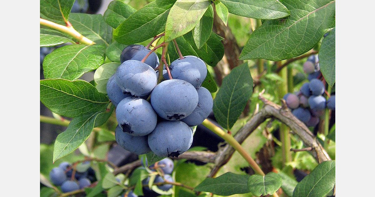 New Zealand proposes import rules for fresh blueberries