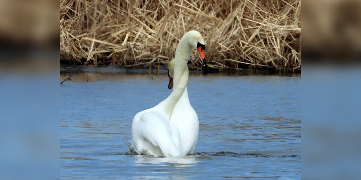 Woman On A Walk Receives An Unexpected And Beautiful Gift From Two Swans