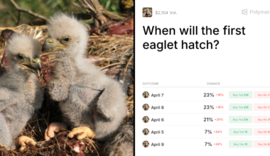 When will the first eaglet hatch? Predictions & Odds