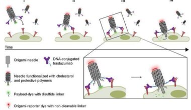 DNA needle delivers drugs directly into cells, bypassing endosomes