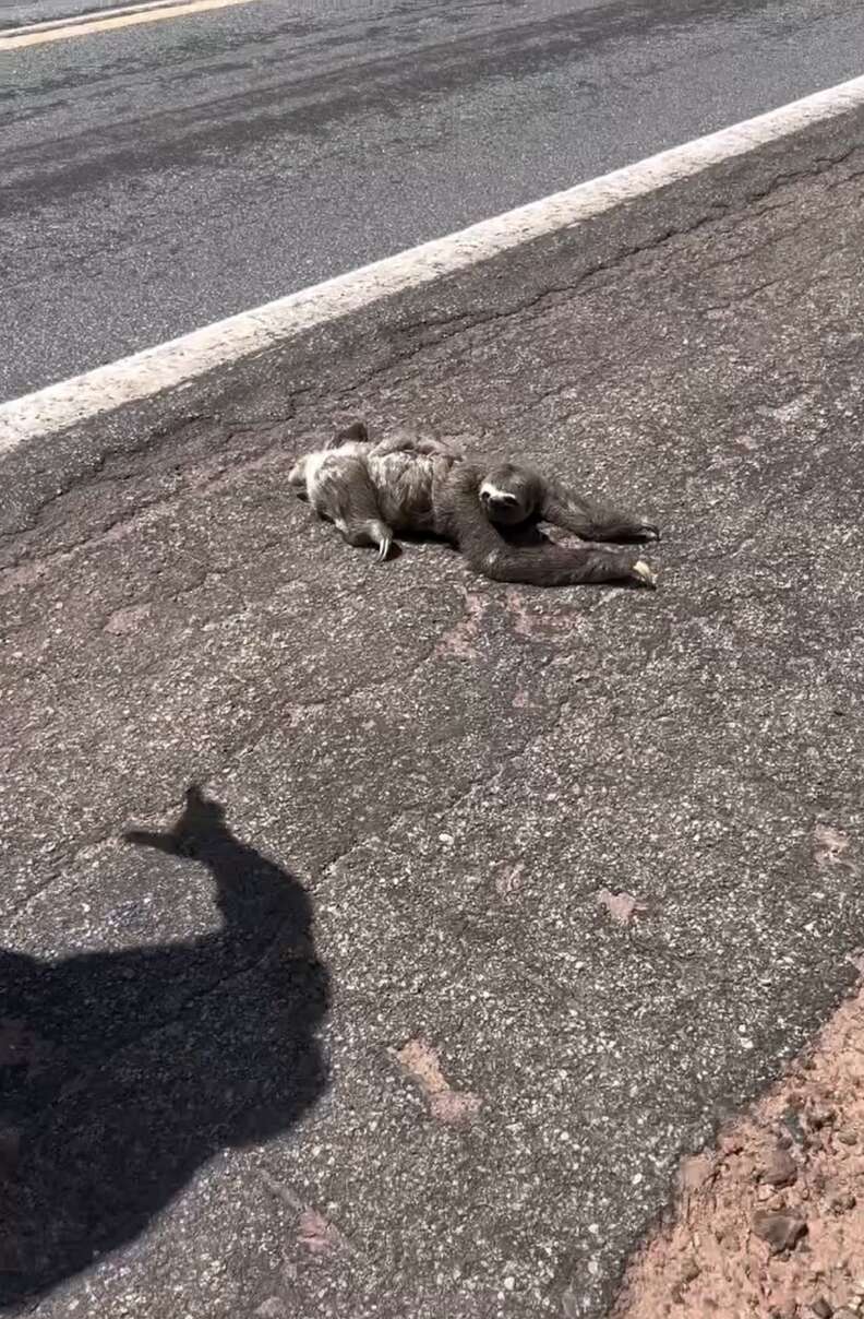 A sloth in the road with a baby on her back