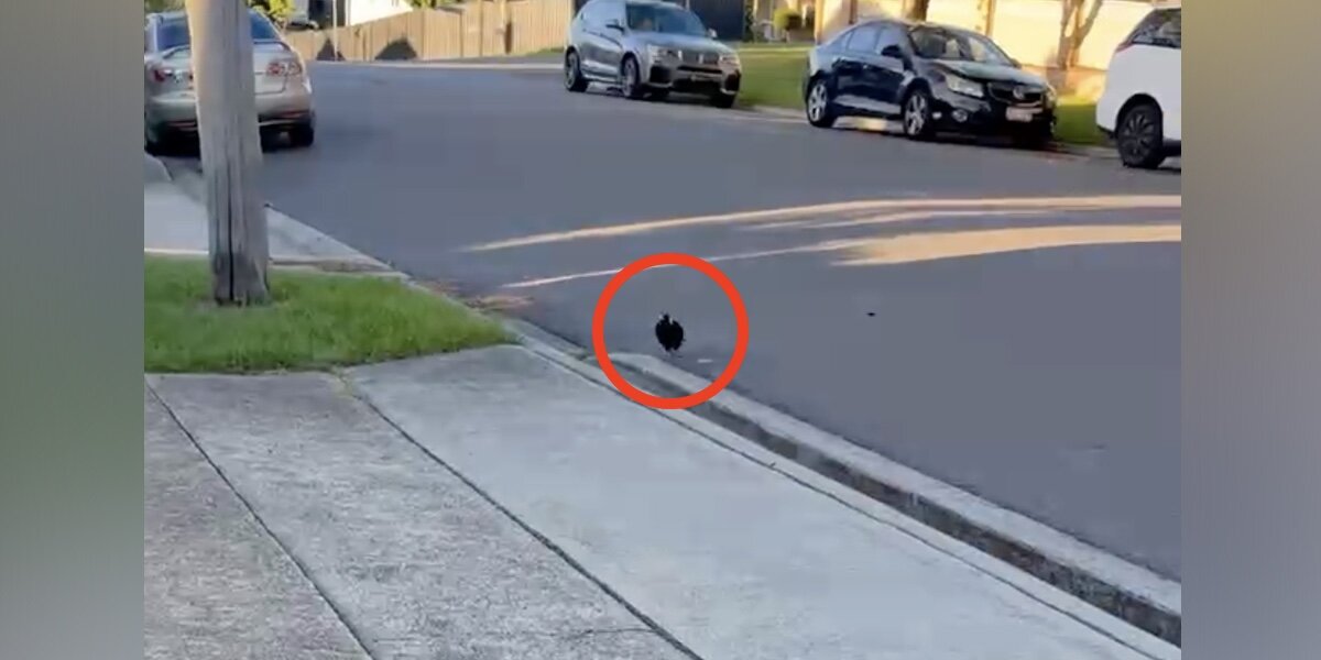 Every Day She Leaves Home, This Crooked-Beaked Magpie Runs To Sing Her A Song