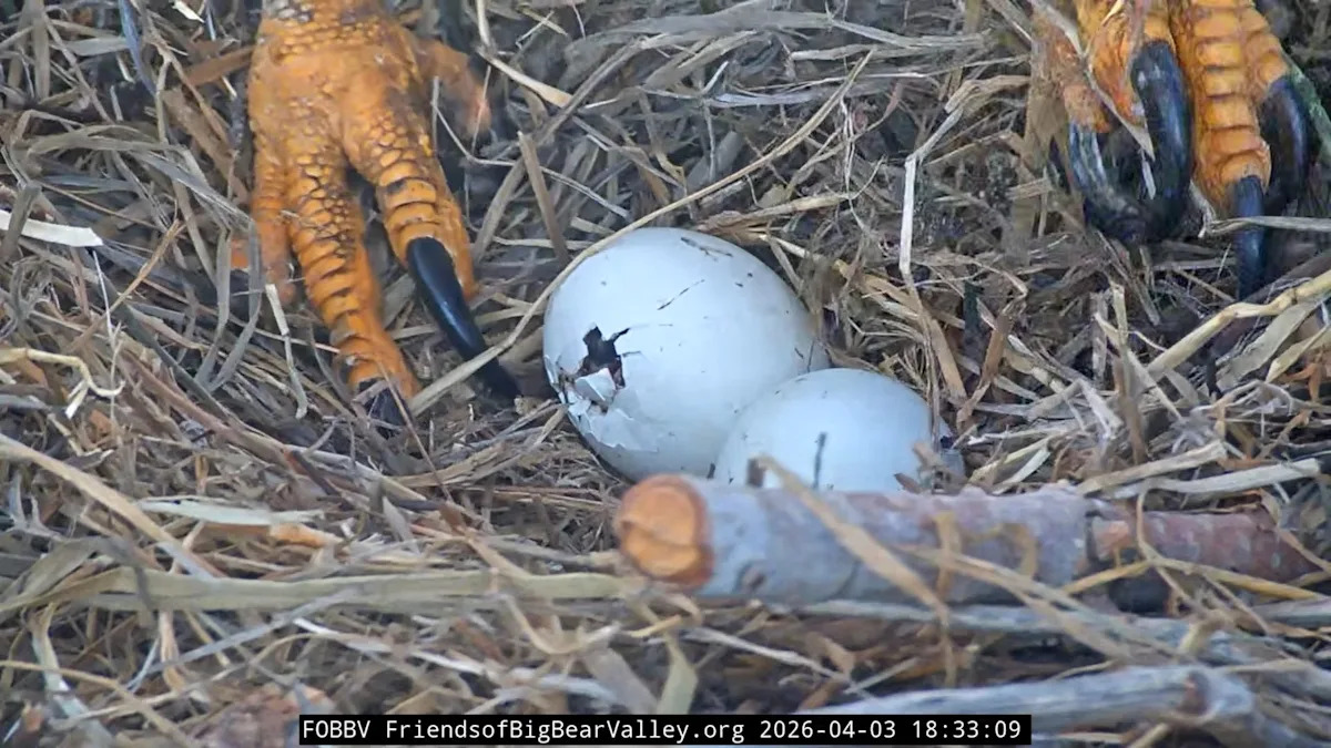 Jackie and Shadow close to welcoming first bald eagle 'pip' of 2026