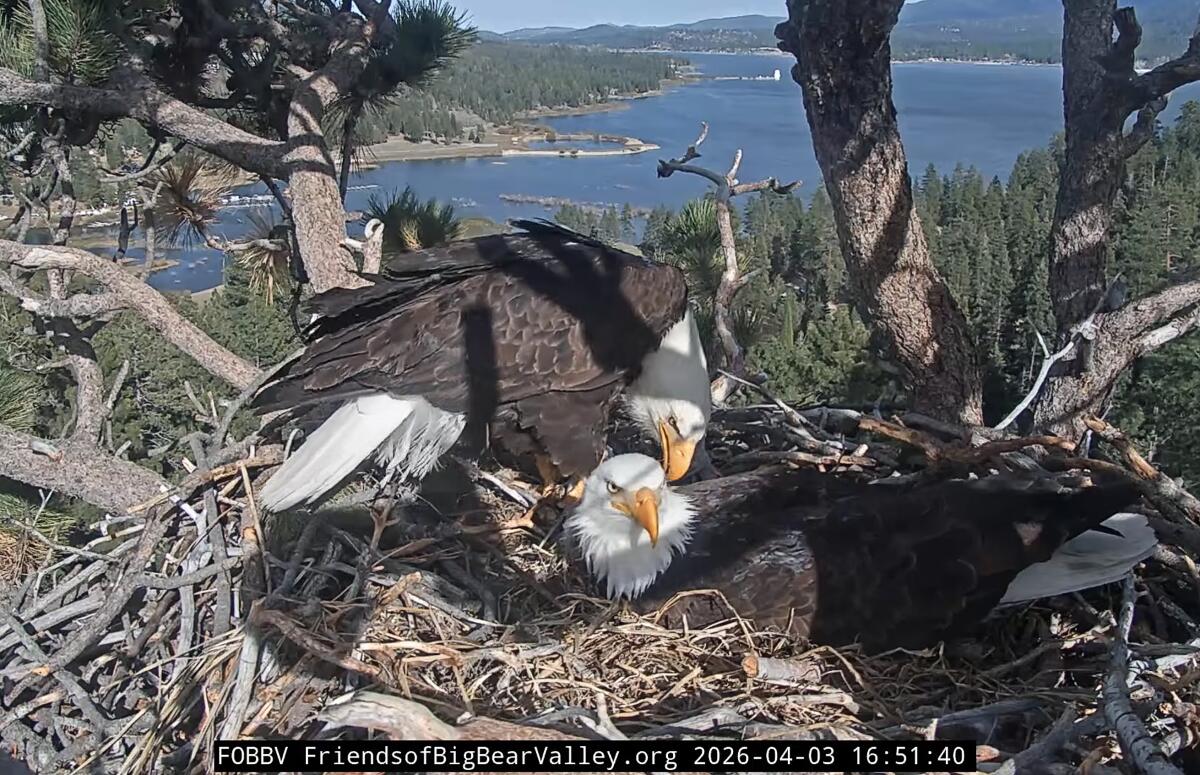 Jackie and Shadow in their nest, as seen through the Friends of Big Bear Valley webcam.