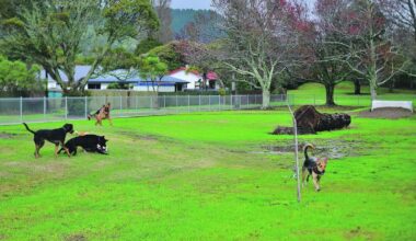 Whakatāne dog rules review: No two-dog limit, new beach controls