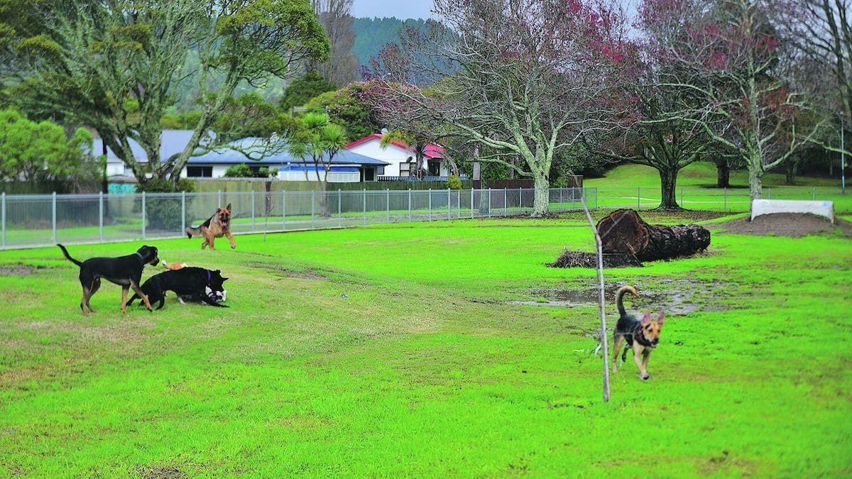 Whakatāne dog rules review: No two-dog limit, new beach controls