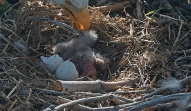 Internet glued to Big Bear bald eagles Jackie and Shadow livecam for Easter egg hatch