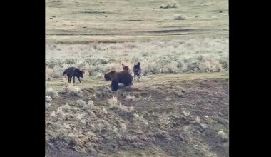 Yellowstone grizzly bear ambushed by wolves in battle over carcass