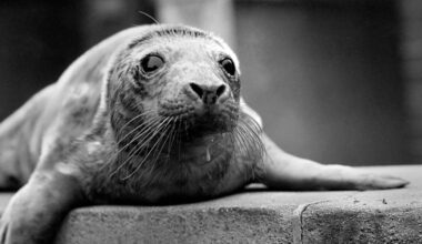 Killer seals have started eating dolphins off Wales coast amid fears predators could hunt swimmers next