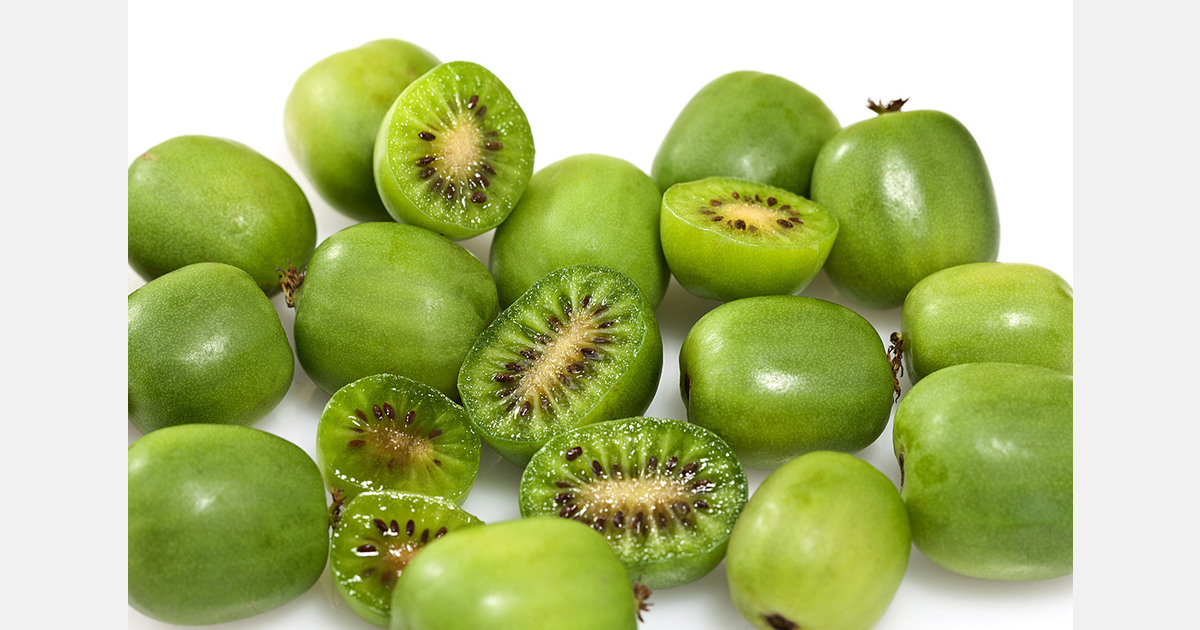 Japanese study explores kiwiberry compounds in cancer prevention