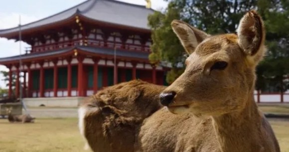 Deer that appeared in downtown Osaka gets a new home, a new name, and a lot of snacks[Video]