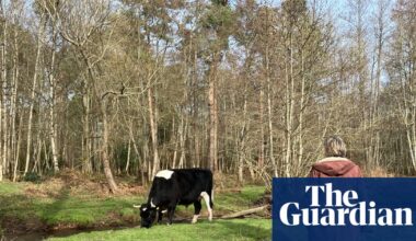 Country diary: Watching the cows, chewing on memories of protest and parenting | Environment