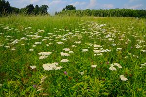 From decades-long studies of humble grasses, new clues to climate resistance