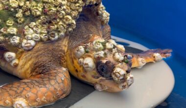 Rescuers Scrape Heavy Barnacles From Sick Sea Turtle — Then Watch Her Finally Swim Free