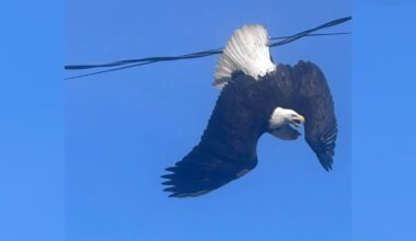 Man Snaps Photo Of Bald Eagle With 2 Heads — Then Learns What's Really Going On