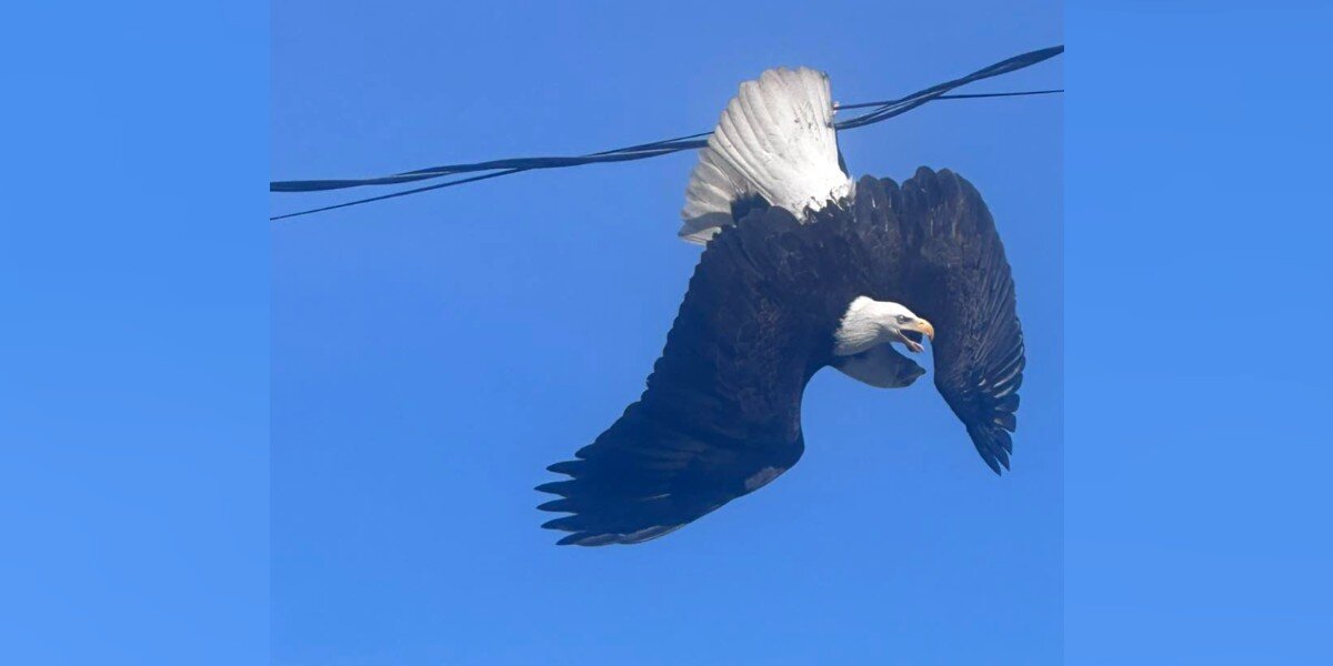 Man Snaps Photo Of Bald Eagle With 2 Heads — Then Learns What's Really Going On