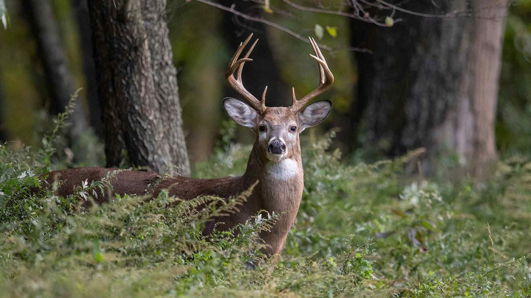 Vampire deer species faces peril