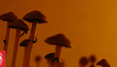 Study shows benefits of psychedelic drugs for people with life-threatening illness