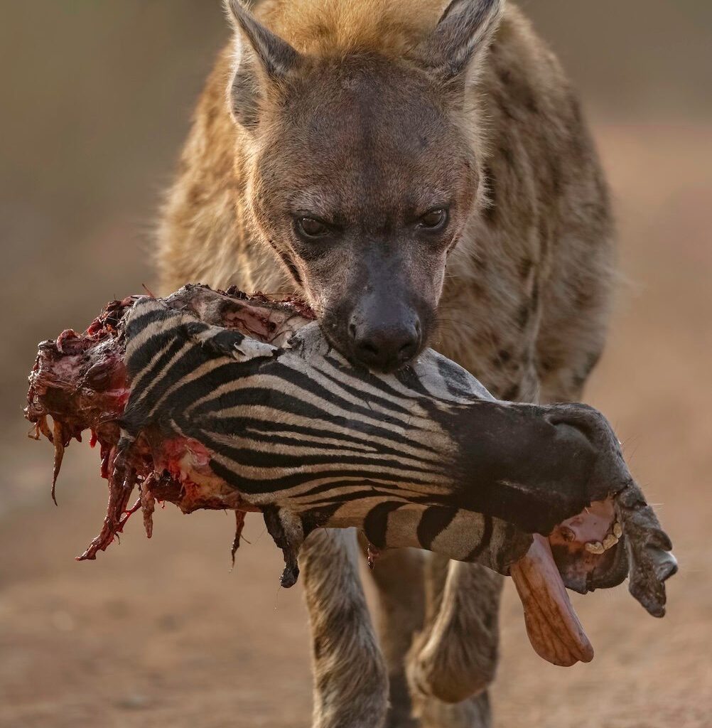 Hyena Portrait Zebra