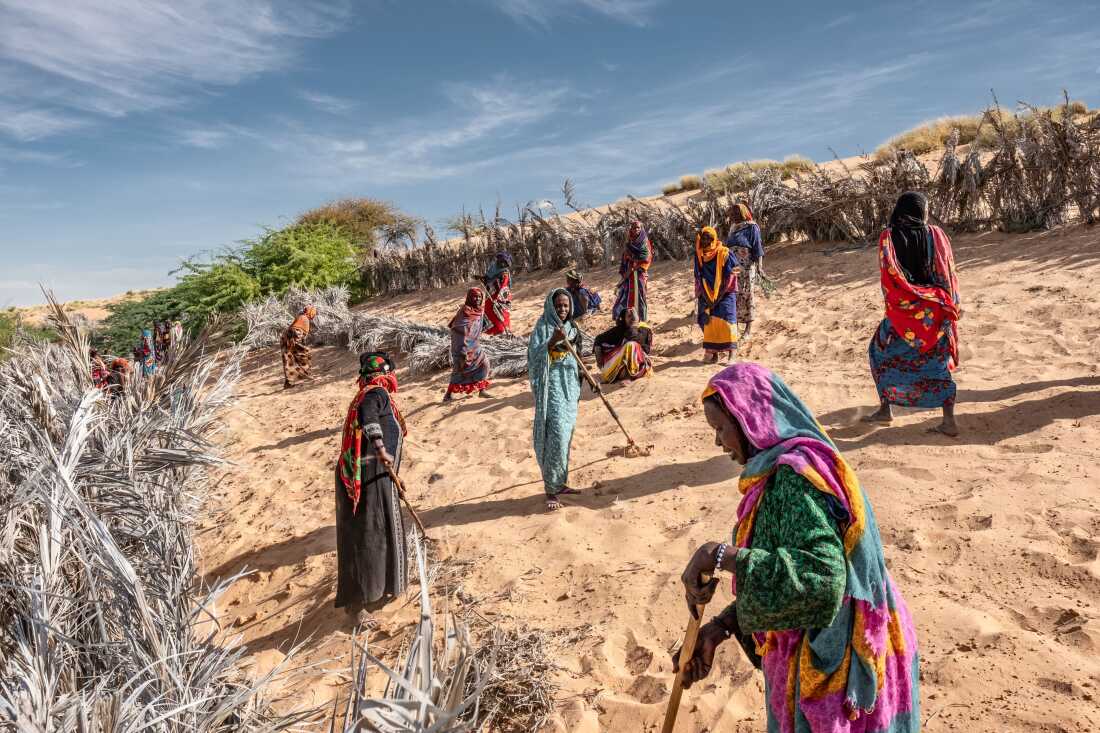 Women install a series of barricades to fix the shifting dunes that threaten to swamp their local oasis oiutside the village of Kaou, Chad. The oasis provides their only source of farmland, but oases in the region have been shrinking steadily, elders say, in the face of hotter temperatures and stronger winds. The dune fixing is part of a broader intervention by SOS Sahel to support farming in the oasis as part of its contributiuon to the Great Green Wall Initiative.