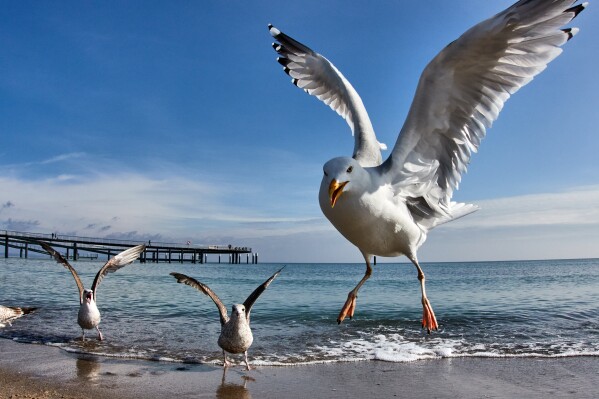 Seagulls are pictured at the Baltic Sea beach in Timmendorfer Strand, Germany, on a sunny Sunday, April 12, 2026. (AP Photo/Michael Probst)