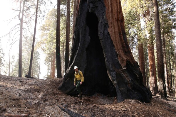 Assistant Fire Manager Leif Mathiesen, of the Sequoia & Kings Canyon Nation Park Fire Service, walks near a burned-out sequoia tree from the Redwood Mountain Grove which was devastated by the KNP Complex fires in the Kings Canyon National Park, Calif., Nov. 19, 2021. (AP Photo/Gary Kazanjian, File)