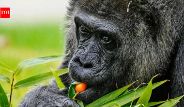 'Cherry tomatoes and beets': World's oldest captive gorilla 'Fatou' celebrates 69th birthday at Berlin Zoo