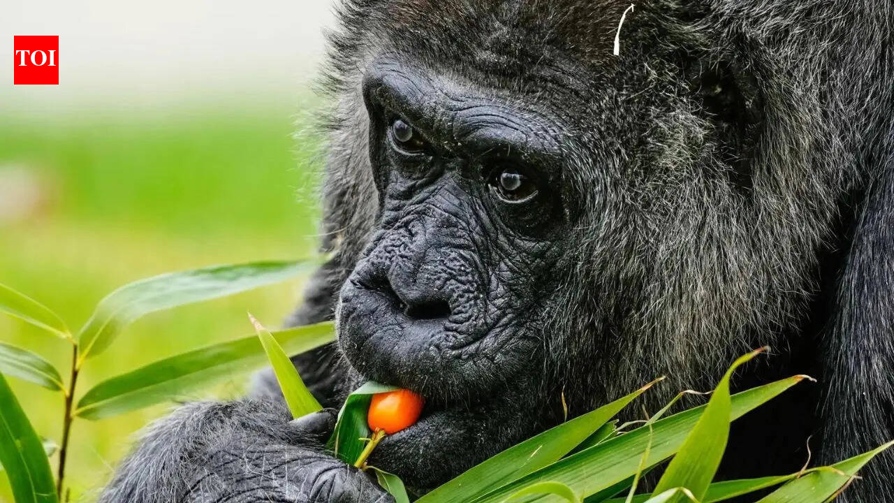 'Cherry tomatoes and beets': World's oldest captive gorilla 'Fatou' celebrates 69th birthday at Berlin Zoo