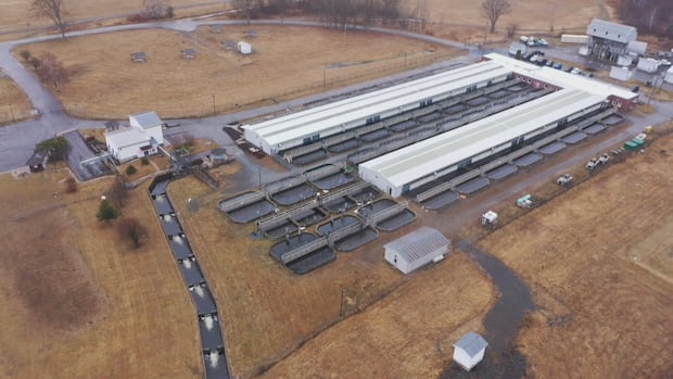 First Nations continue call to save Mactaquac salmon facility