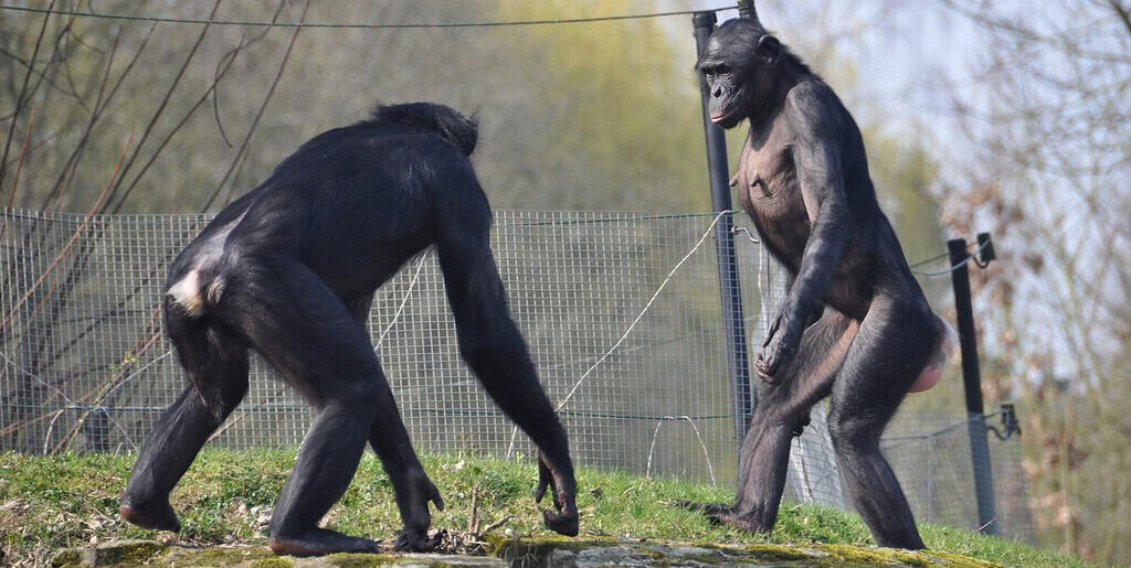 Two chimpanzees playing outdoors in a natural setting with trees and grass.