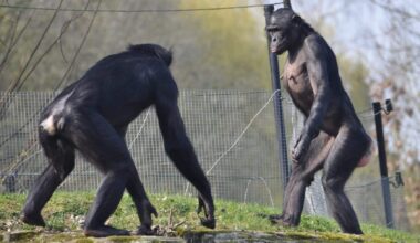 In zoos, ‘Peaceful’ Bonobos Are Just as Aggressive as Chimps