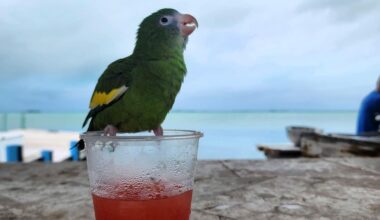 Add Weekend Argus as a preferred source on Google