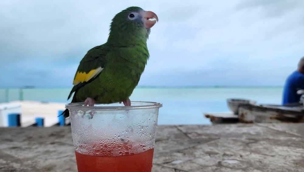 Add Weekend Argus as a preferred source on Google