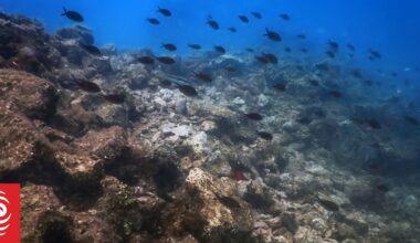 How microplastics hurt the hidden helpers that keep our coasts healthy