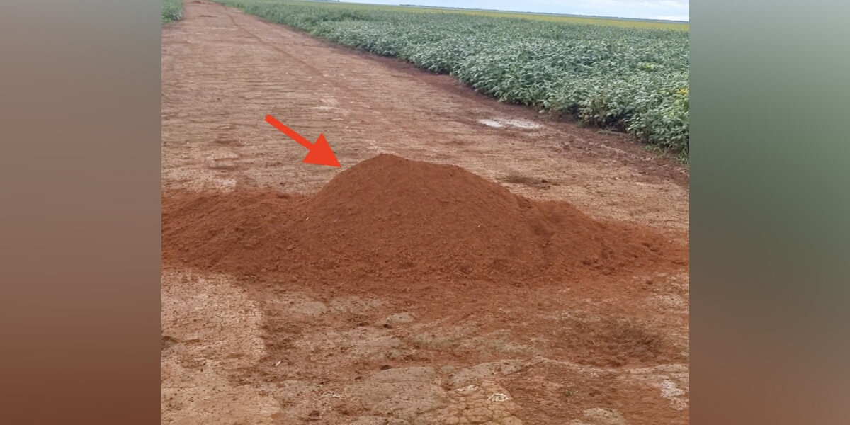 Farmer Spots A Large Dirt Mound — Then Meets The ‘Beautiful’ Animal Who Made It
