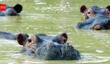 Pablo Escobar: Colombia to kill 80 wild hippos once owned by Pablo Escobar: Why are the African giants being killed? | World News