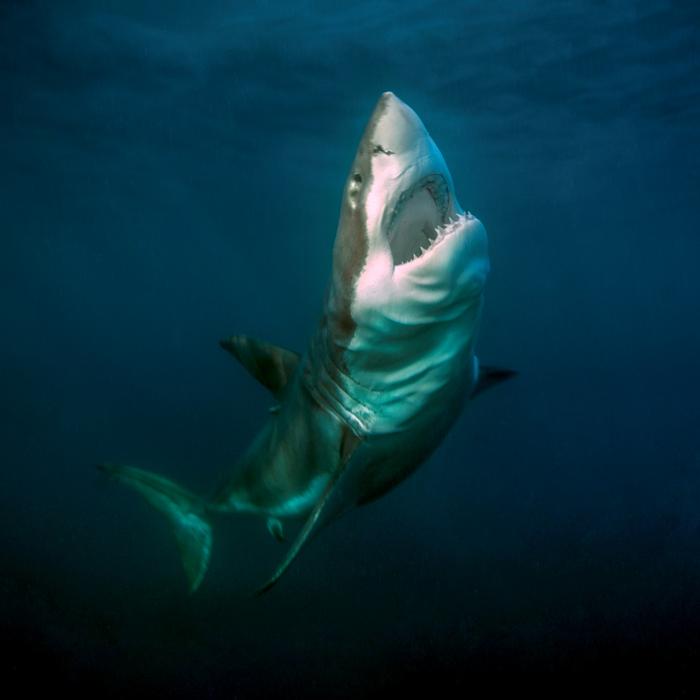 Great white shark