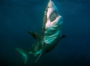 Warm-bodied sharks and tunas face “double jeopardy” in warming seas – new research