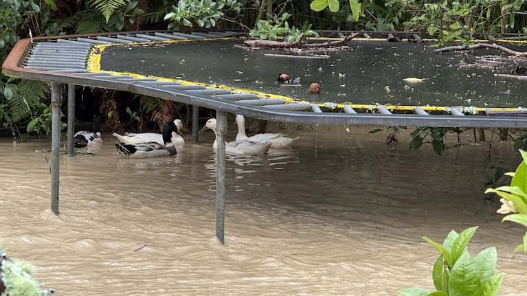 Ducks shelter from the heavy rainfall under a trampoline in Stokes Valley.