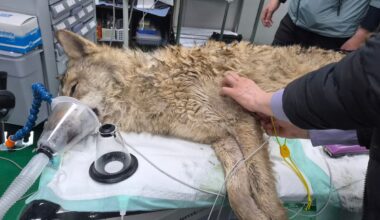 Escaped wolf in South Korea captured alive and returned to zoo after 9-day search