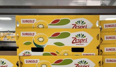 Kiwifruit and apples drive 24% rise in New Zealand fruit exports