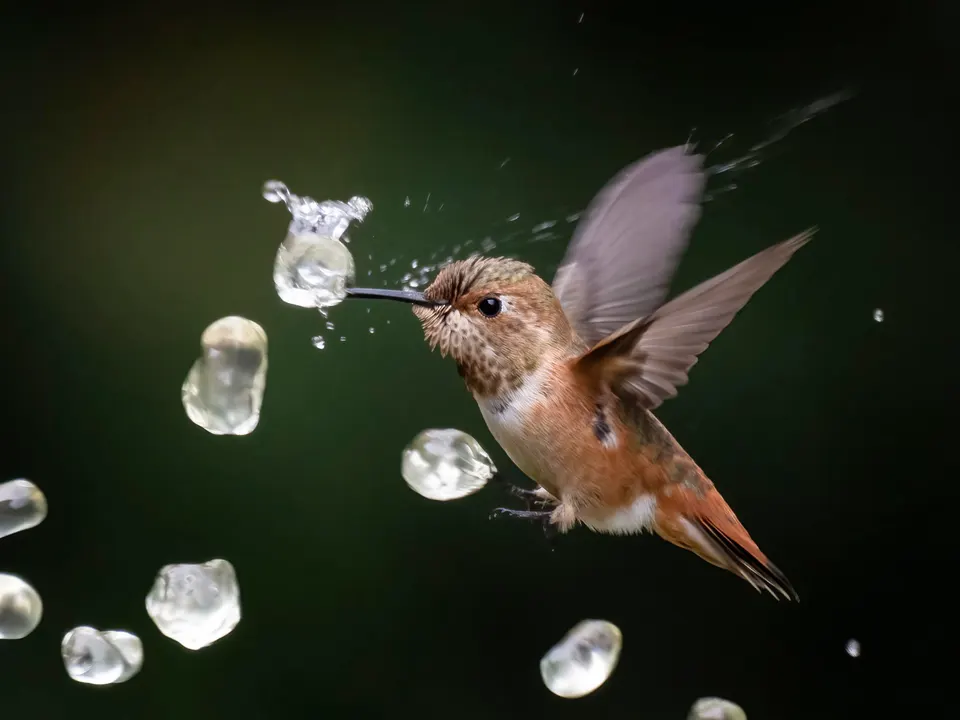 Nature Photography Contest: A Rufous Hummingbird pierces a water droplet to drink.