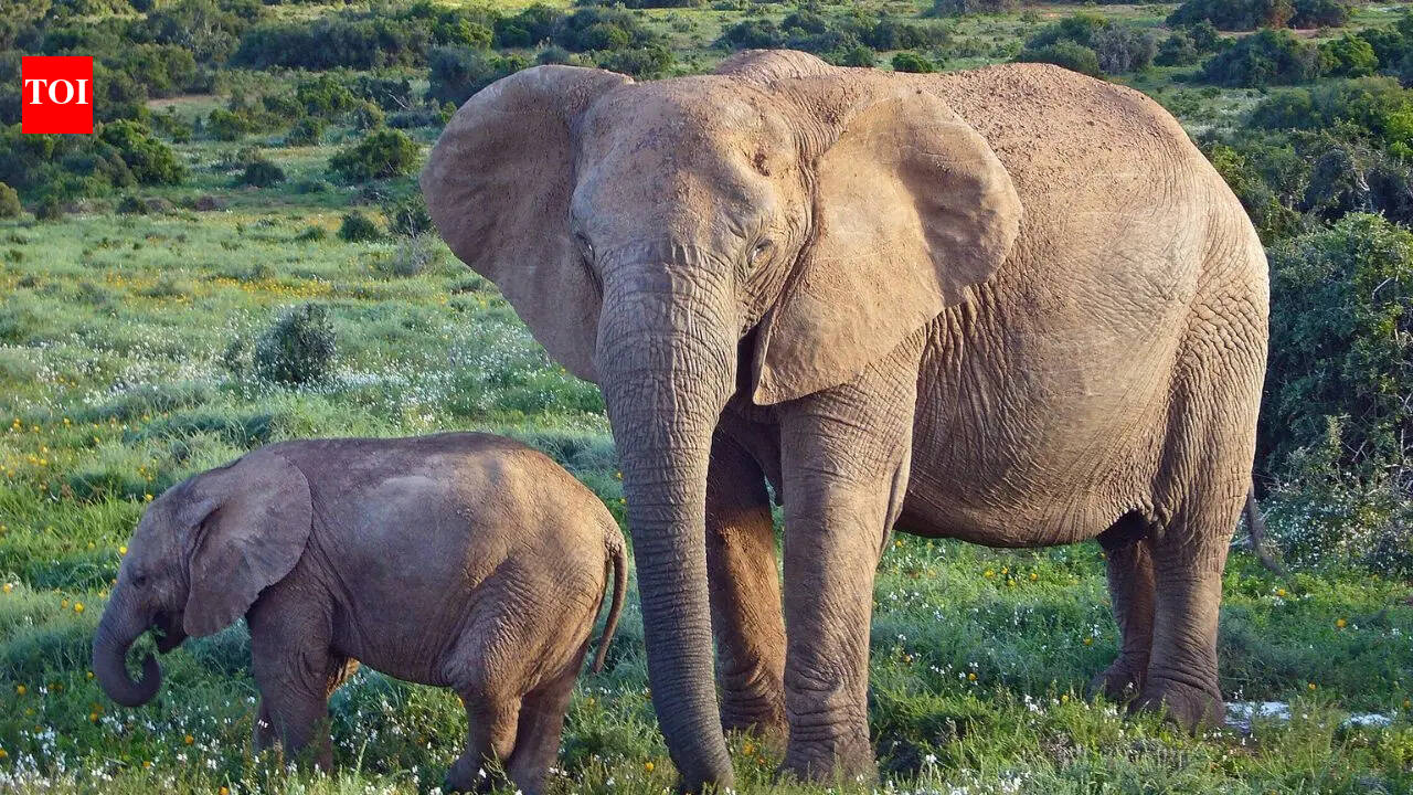 African elephants are becoming genetically isolated, and humans are the reason |