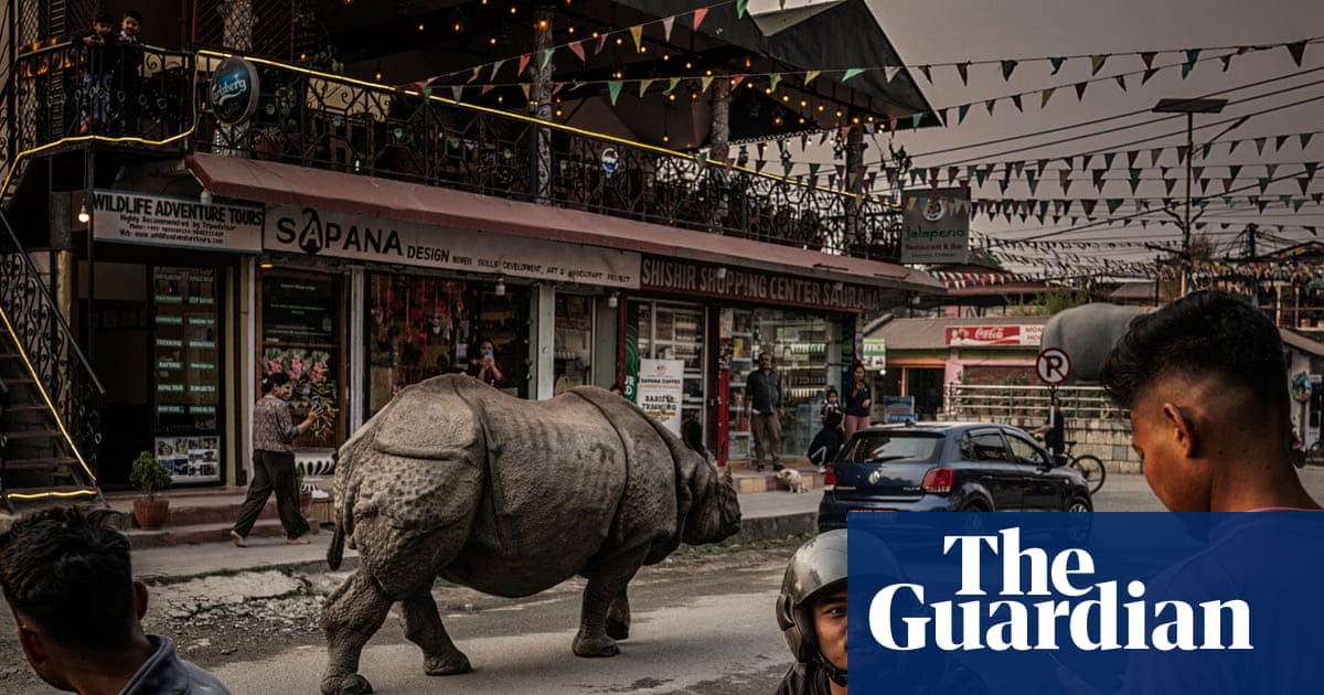 ‘They come right past the house’: learning to live with rhinos as numbers soar in Nepal | Environment