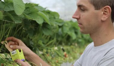 Biobest launches new Aphidoletes-System packaging for improved aphid control