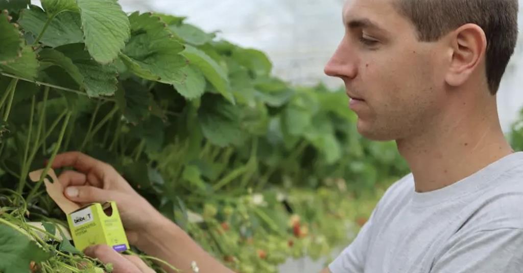 Biobest launches new Aphidoletes-System packaging for improved aphid control