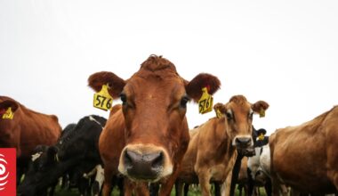 'Pain' ahead for dairy farmers as prices ease