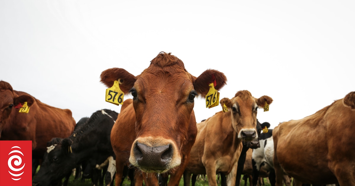 'Pain' ahead for dairy farmers as prices ease